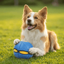 🐕 TurboPet - Brinquedo Interativo 2 em 1 para Cães (Frisbee + Bolinha) 🐾